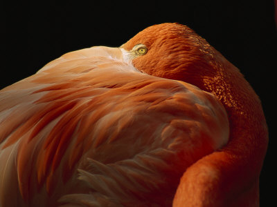 Greater Flamingo Resting With It's Beak Under Its Wing by Tim Laman Pricing Limited Edition Print image