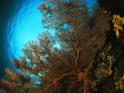 Large Gorgonian Coral/Sea Fan On A Reef Wall by Tim Laman Pricing Limited Edition Print image
