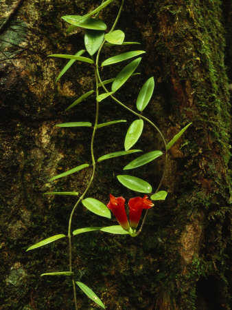 Blooming Epiphyte Vine On A Mossy Tree Trunk by Tim Laman Pricing Limited Edition Print image