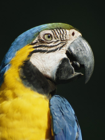 Close View Of The Head Of A Blue And Yellow Macaw, Ara Ararauna by Tim Laman Pricing Limited Edition Print image