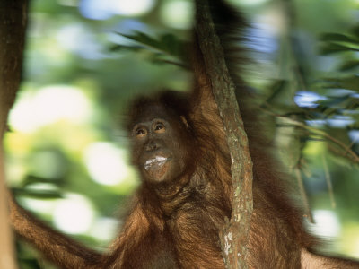 Orangutan Swinging On A Tree Branch Or Vine by Tim Laman Pricing Limited Edition Print image