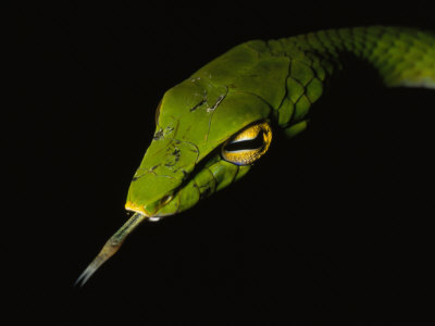 Slender Green Vine Snake Sensing The Air With It's Tongue by Tim Laman Pricing Limited Edition Print image