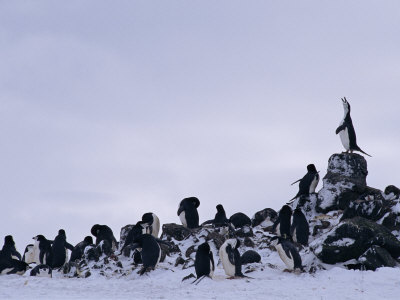 Chinstrap Penguins Congregate On A Rocky Shoreline by Tom Murphy Pricing Limited Edition Print image
