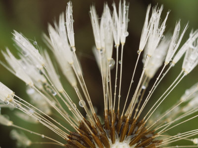 Close-View Of Dew On Seeds by Tom Murphy Pricing Limited Edition Print image