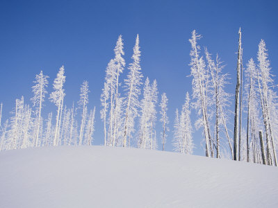 Frost-Covered Evergreen Trees On A Snowy Hill by Tom Murphy Pricing Limited Edition Print image