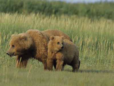 Brown Bear (Ursus Arctos) Sow With Cub by Tom Murphy Pricing Limited Edition Print image
