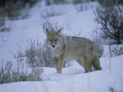 Coyote (Canis Latrans) In Snow by Tom Murphy Pricing Limited Edition Print image