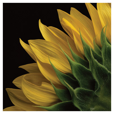 Sunflower Vi by Danny Burk Pricing Limited Edition Print image