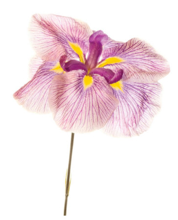 Iris Ensata Azuma-Kagami by Harold Davis Pricing Limited Edition Print image