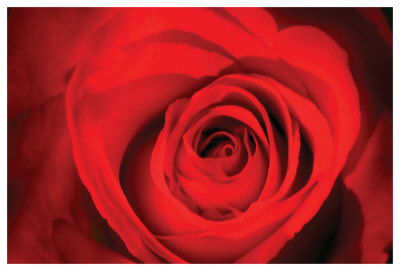Red Rose Heart by Harold Davis Pricing Limited Edition Print image