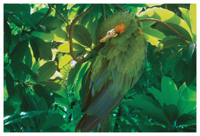 Hidden Green by Steve Hunziker Pricing Limited Edition Print image