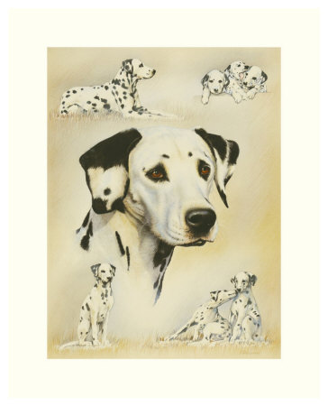 Dalmatian by Libero Patrignani Pricing Limited Edition Print image
