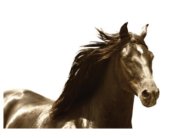 Copper Stallion by Melanie Snowhite Pricing Limited Edition Print image