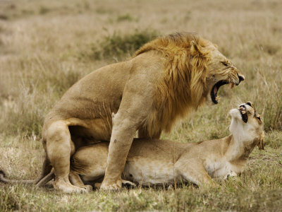 Lions Mating In The Masia Mara, Kenya, Africa by Scott Stulberg Pricing Limited Edition Print image