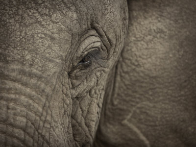 African Elephant Eye by Scott Stulberg Pricing Limited Edition Print image