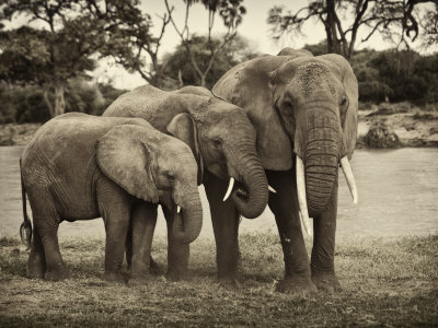 African Elephant Family by Scott Stulberg Pricing Limited Edition Print image