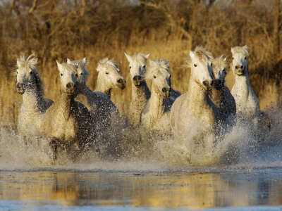 The White Horses Of The Camargue Running In The Water In Arles, France by Scott Stulberg Pricing Limited Edition Print image