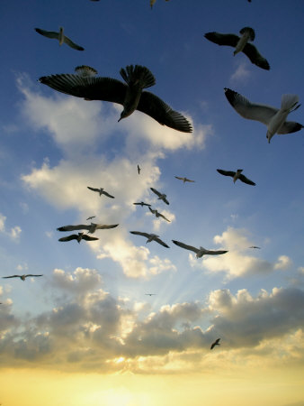 Outdoors; Flock Of Birds - Seagulls; Beautiful Silhouette At Beach; Ocean And Horizon At Sunset by Scott Stulberg Pricing Limited Edition Print image