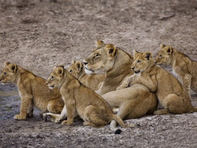 African Lion Pride by Scott Stulberg Pricing Limited Edition Print image