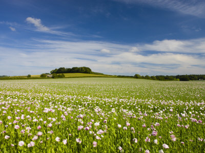 Poppyfield In The Dorset Countryside, Dorset, England, United Kingdom, Europe by Adam Burton Pricing Limited Edition Print image