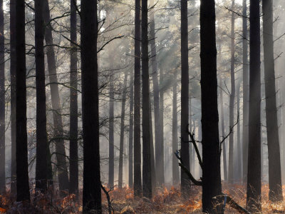 Misty Autumn Scene In A New Forest Pine Wood, New Forest, Hampshire, England, United Kingdom by Adam Burton Pricing Limited Edition Print image