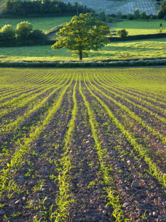 Summer Crops Growing In A Field Near Morchard Bishop, Crediton, Devon, England, United Kingdom by Adam Burton Pricing Limited Edition Print image