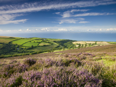Heather Carpeted Moorland, Countryside And Coast, Exmoor National Park, Somerset, England, Uk by Adam Burton Pricing Limited Edition Print image