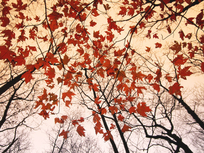 Red Maple And Autumn Sky by Raymond Gehman Pricing Limited Edition Print image