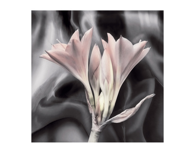 Clivia Pastel by Scott Peck Pricing Limited Edition Print image