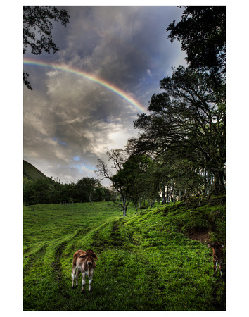 Calf With Green Field And Rainbow by Nish Nalbandian Pricing Limited Edition Print image