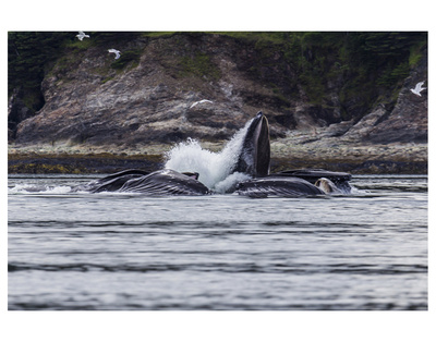 Humback Whales Bubble by Michael Polk Pricing Limited Edition Print image