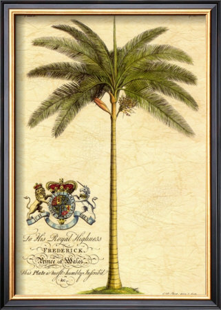Date Palm by Georg Dionysius Ehret Pricing Limited Edition Print image