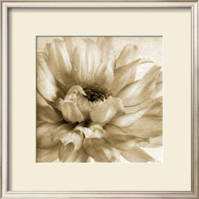 Peaceful Bloom Ii by Chris Zalewski Pricing Limited Edition Print image