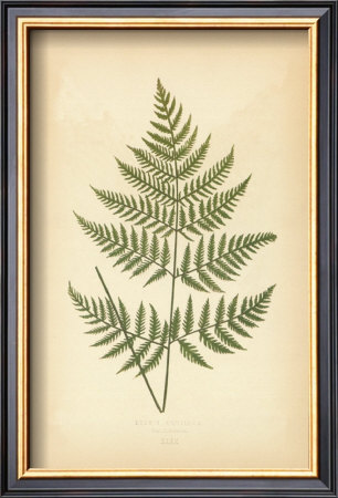 Fern Vi by Edward Lowe Pricing Limited Edition Print image