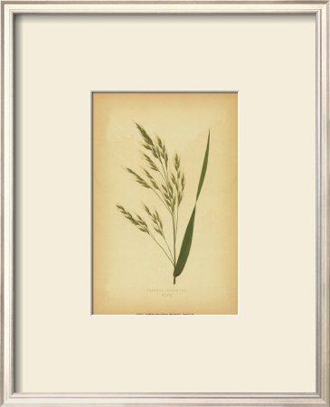 Grasses V by Edward Lowe Pricing Limited Edition Print image