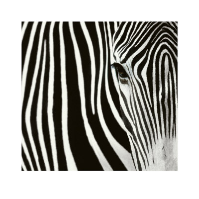 Zebra by David Barczak Pricing Limited Edition Print image