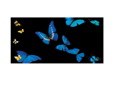 Butterflies In Flight I by Roger Camp Pricing Limited Edition Print image