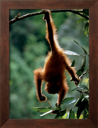 Natural Gymnast by Anup Shah Pricing Limited Edition Print image