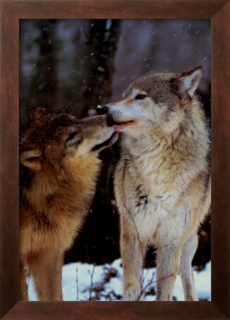 Boreal Interlude, Canada by Art Wolfe Pricing Limited Edition Print image