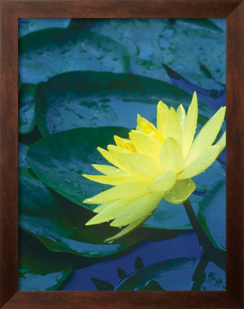 Waterlily by Robin Constable Hanson Pricing Limited Edition Print image