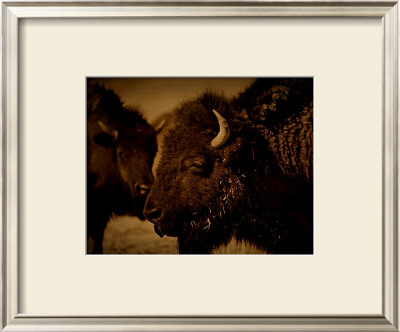 Western Buffalo by Jim Tunell Pricing Limited Edition Print image