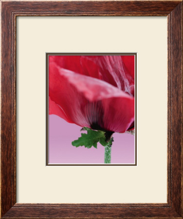 Oriental Poppy Ii by Sara Deluca Pricing Limited Edition Print image