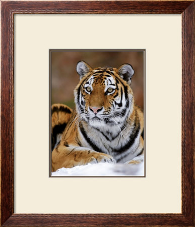 Siberian Tiger by Mauritius Pricing Limited Edition Print image