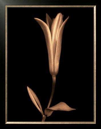 Lily by Joyce Tenneson Pricing Limited Edition Print image