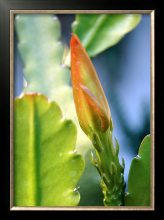 Cactus Flower by Dave Palmer Pricing Limited Edition Print image