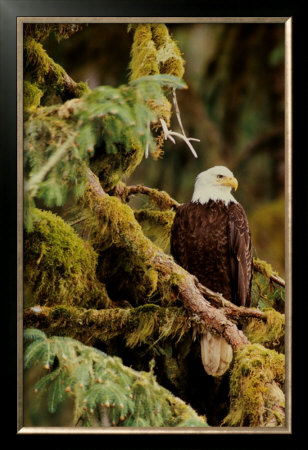 Silent Sentinel Alaska by Art Wolfe Pricing Limited Edition Print image