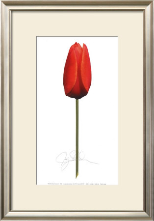 Red Tulip by Jay Schadler Pricing Limited Edition Print image