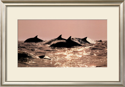 Dolphins by Bob Talbot Pricing Limited Edition Print image