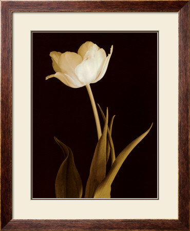 Splendid Beauty by Charles Britt Pricing Limited Edition Print image