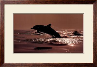 Delphinus Delphis by Bob Talbot Pricing Limited Edition Print image